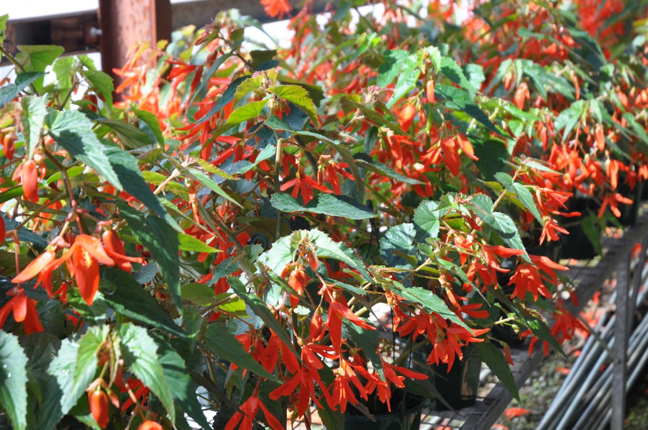 B. ‘Santa Cruz’